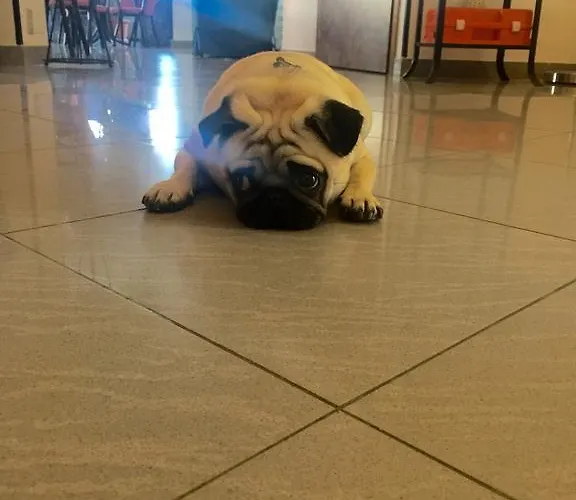 Ciondolo D'oro 5 Minuti Da Fiera Con Parcheggio Incluso