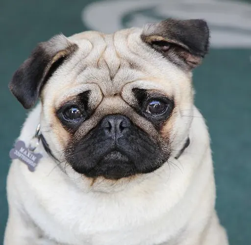 Ciondolo D'oro 5 Minuti Da Fiera Con Parcheggio Incluso 里米尼