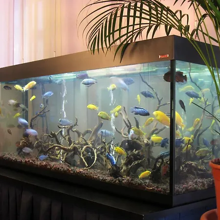 Hotel Ciondolo D'oro 5 Minuti Da Fiera Con Parcheggio Incluso Rimini